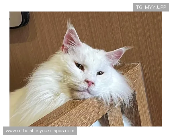 [选手名]的猫咪出镜：作为战队的“吉祥物”，它在训练赛时最爱趴在谁的键盘上？🐱